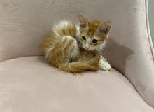 beautiful kitten 3 weeks old beautiful kitten 3 weeks old