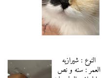 قطط شيرازيه قطط شيرازيه