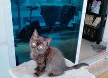 British shorthair chocolate female British shorthair chocolate female
