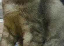 Kitten For Sale 3-4 Months Old Kitten For Sale 3-4 Months Old