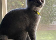 Scottish fold male Scottish fold male