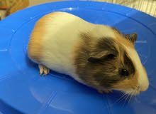 guineapig غيني بيج guineapig غيني بيج