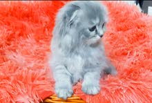 انثى سكوتش فولد بيور لونق هير شنشيلاfemale scotch fold pure chinchilla انثى سكوتش فولد بيور لونق هير شنشيلاfemale scotch fold pure chinchilla