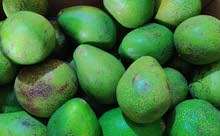 avocado & coconut avocado & coconut