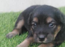 German shepherd German shepherd