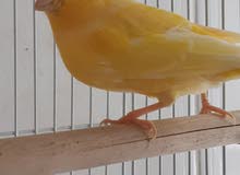 Male Canary for sale Male Canary for sale