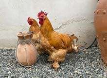 دجاج كوشن دجاج كوشن