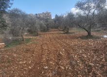 Farm Land for Sale in Irbid Kufr Sowm