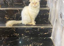قط لبيع هملايه قط لبيع هملايه