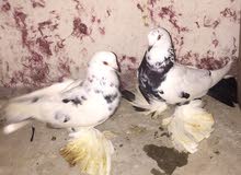 3 كوبيات حصيره ربي يبارك ساوموهم 250 البيع مزال 3 كوبيات حصيره ربي يبارك ساوموهم 250 البيع مزال