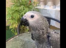 فرخ كاسكو فرخ كاسكو