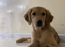 golden retriever / جولدن رتريفر golden retriever / جولدن رتريفر