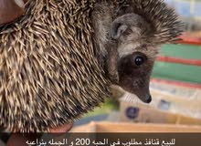 للبيع قنافذ 200 درهم و الجمله بنراعيه للبيع قنافذ 200 درهم و الجمله بنراعيه