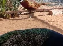 طير فزن طير فزن
