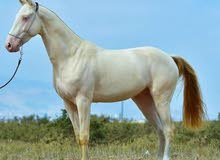 خيل روسي من النوادر للبيع خيل روسي من النوادر للبيع