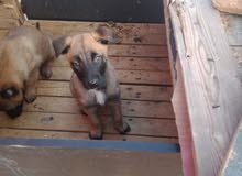 2 chiot malinois standard 2 chiot malinois standard