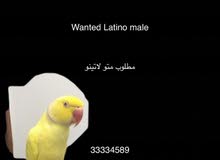 Latino bird