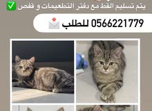 سكوتش ستريت ماربل سكوتش ستريت ماربل