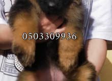 king size gearmen shepherd puppies king size gearmen shepherd puppies