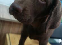 Chocolate labrador Chocolate labrador