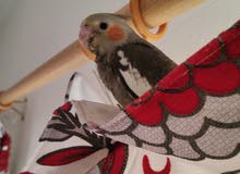 baby tamed cockatiel for sale baby tamed cockatiel for sale