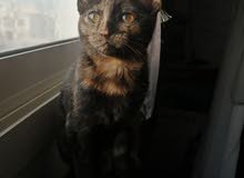قطة أنثى/ العمر 3 أشهر