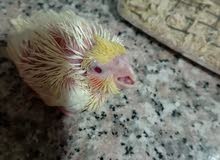 lutino red eye chick lutino red eye chick