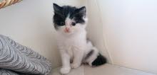 Doll face Pure Persian Bicolor male kitten Doll face Pure Persian Bicolor male kitten