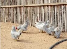 للبيع صيصان دجاج البوم القزم ( دجاج بلجيكي ) للبيع صيصان دجاج البوم القزم ( دجاج بلجيكي )