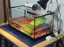 fully equipped turtle tank with 6 green turtles (red ear slider)