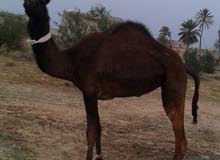 بكره مجاهيم درجه أوله جايبها من ألسعوديه وصارعه من فحل نفس ألسلاله بكره مجاهيم درجه أوله جايبها من ألسعوديه وصارعه من فحل نفس ألسلاله