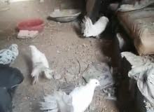 حمام زينه للبيع حمام زينه للبيع