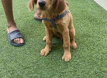 dog (golden dog (golden