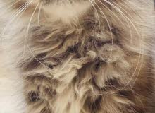 قطه شيرازيه قطه شيرازيه