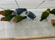 مجموعة طيور انتاج تصفية للسفر