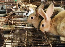 little bunny،اًرانب صغيره little bunny،اًرانب صغيره