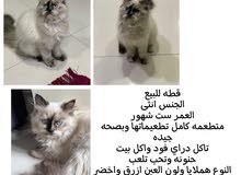 قط هملايا للبيع قط هملايا للبيع