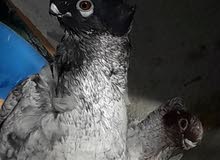 كوبيه ماسح جانبو كوبيه ماسح جانبو