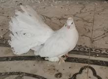 تك فحل تك فحل