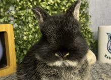 الارنب القزم واللوب والتيدي بير dwarf lop and teddy bear bunnies الارنب القزم واللوب والتيدي بير dwarf lop and teddy bear bunnies