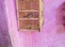 بلبل وحشي طايح بلبل وحشي طايح