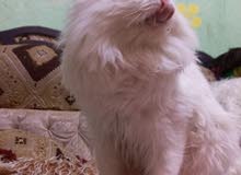 قط شيرازي نقي للبيع طالب تزاوج شوف الوصف قط شيرازي نقي للبيع طالب تزاوج شوف الوصف