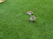 Pair of Hamster Pair of Hamster