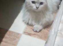 قط شيرازي للبيع قط شيرازي للبيع