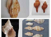 Corals and Shells Corals and Shells