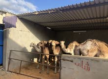 قعدانه وطنية للبيع قعدانه وطنية للبيع