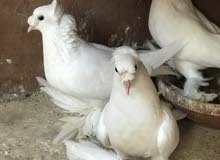 متاح زوج دماكش هنه وبنهن وبعد جواهن افراخ زوج اقره الوصف متاح زوج دماكش هنه وبنهن وبعد جواهن افراخ زوج اقره الوصف
