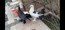 حمام عرايس حمام عرايس