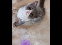 قط شيرازي persian kitten قط شيرازي persian kitten
