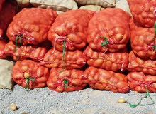 عندي بطاطا زريعة للبيع عندي بطاطا زريعة للبيع